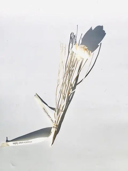 NEW! Floating Glass Globe Natural Wood Branch Diffuser. Completely Unique! LIMITED QUANTITY Sweetwater Labs