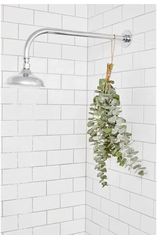 EUCALYPTUS SHOWER STEAMERS. Fill your shower with eucalyptus vapors